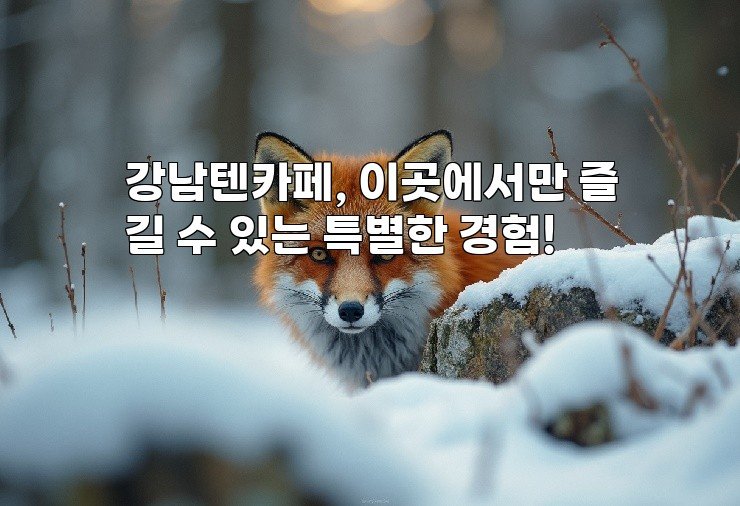 강남텐카페, 이곳에서만 즐길 수 있는 특별한 경험!